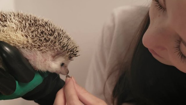 A man holds a hedgehog pet in his hands.