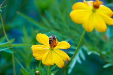 A bee pollinating a yellow flower
