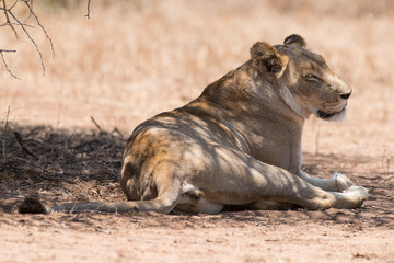 Lion, lionne, Panthera leo, Parc national du Kalahari, Afrique du Sud