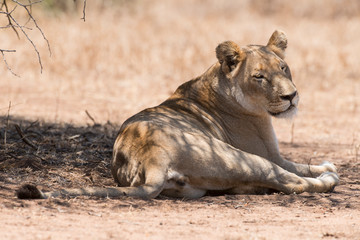 Fototapeta premium Lion, lionne, Panthera leo, Parc national du Kalahari, Afrique du Sud