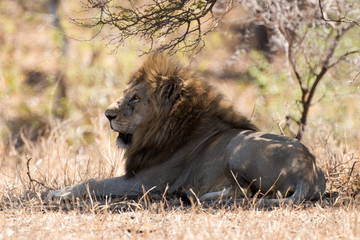 Lion, Panthera leo, Parc national du Kruger, Afrique du Sud