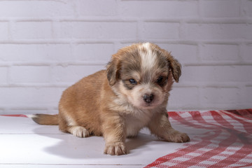 small puppy sits on floor