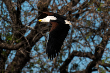 Pygargue vocifère, .Haliaeetus vocifer , African Fish Eagle, Parc national Kruger, Afrique du Sud