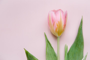 Pink tulip on the pink background. Flat lay, top view. Valentines background. 