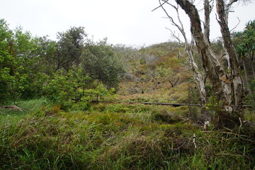 Eli Creek, Fraser Island Australia