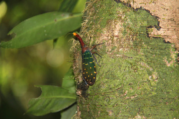 Lantern insect at Sepilok national park