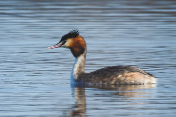 svasso maggiore (Podiceps cristatus) nel lago