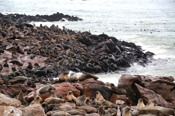 The sea lions colony of Cape Cross in Namibia