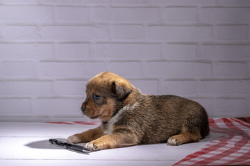 small puppy sits on floor