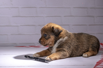 small puppy sits on floor