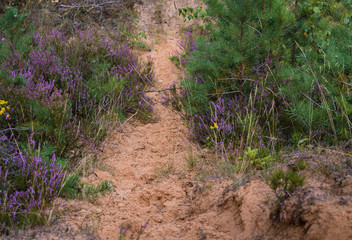 a narrow sandy path in the forest, with purple heather blooms on both sides, grass stalks and a small pine tree beside