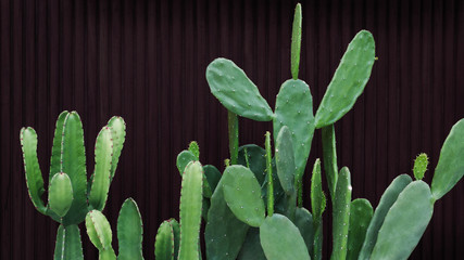 Green cactus and succulent desert plants on dark wood wall background, ornamental garden houseplant in modern home.