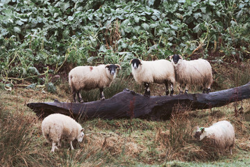Obraz premium Sheep on a log