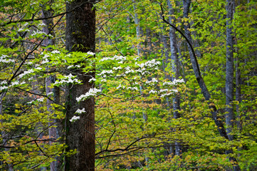  Dogwoods bloom in the spring woods of Great Smoky Mountains National Park, Tennessee.