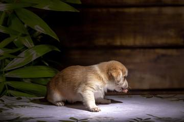 small puppy sits on floor