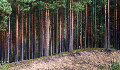 sandy hillside and beautiful pine forest with slender, straight brown trunks