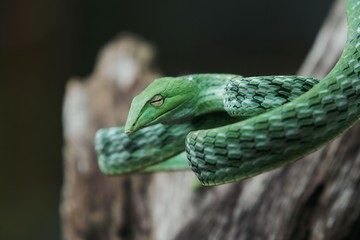 green vine snake is a species of snake in southern Asia.   usually live in a tree