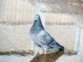 Close-up of a dove playing in water during Autumn in Spain