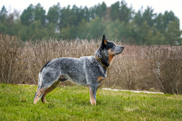Australian shepherd dog, gray-red-white speckled healer stands on a grass field.