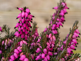 Closeup of the bright pink flowers and green leaves of the heather Erica carnea variety Kramer's Red