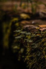 Detalles de un puente