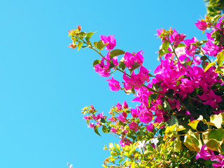 Obraz na płótnie Canvas Pink Bougainvillea plant in Spain with clear blue sky background
