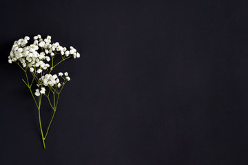 Fresh flower twigs of Gypsophila plant as a corner greeting border on a black background. Top view.