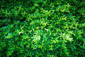 background of green grass