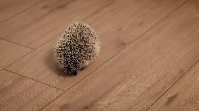 Pet hedgehog in the middle of the room.