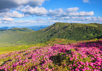 Summer scenery. From the lawn covered with pink rhododendrons the picturesque view is opened to high mountains, valley, blue sky in sunny day. Location Carpathian mountain, Ukraine, Europe.