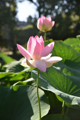 Obraz premium Fleurs de lotus au jardin en été