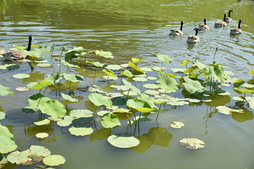 Feuilles de lotus dans l'étang