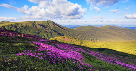 Fototapeta na wymiar Panoramic view in lawn with rhododendron flowers. Mountains landscapes. Location Carpathian mountain, Ukraine, Europe. Beautiful summer wallpaper. Colorful background.