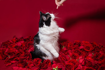 Fototapeta na wymiar A hand gives a treat to a fluffy black and white cat sitting on red roses and petals.