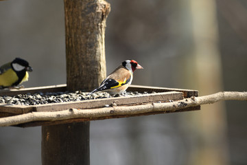 The European goldfinch eating sunflowers and seeds blue tit on the fodder rack in the winter 