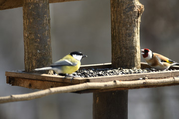 The European goldfinch eating sunflowers and seeds blue tit on the fodder rack in the winter 