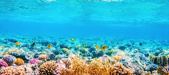 Belle vue panoramique sous-marine avec poissons tropicaux et récifs coralliens