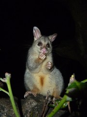 Fuchskusu, Possum, Beuteltier, Australien