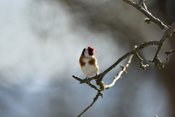 The European goldfinch sitting on the tree branch in cloudy winter snow