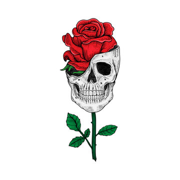 tattoo and t shirt design skull and rose hand drawn premium vector
