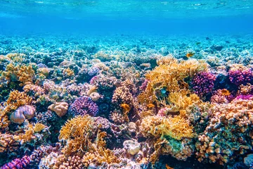 Zelfklevend Fotobehang Prachtige onderwaterwereld met tropische vissen en koraalriffen © Ievgen Skrypko