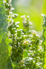Flowers Rumex confertus Russian dock of horse sorrel close-up. Collecting medicinal herbs in summer in meadows.
