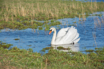 Beautiful white mute swan (Cygnus olor) swimming in blue water. Green grass.