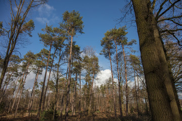 Pine forest in Europe