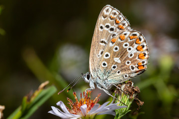 Fototapeta na wymiar farfalla del tipo Polyommatus