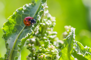 ladybugs on Flowers Rumex confertus Russian dock of horse sorrel close-up. Collecting medicinal herbs in summer in meadows. Coccinellidae, ladybirds, ladybird beetles