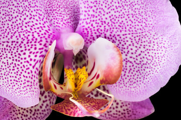 Extreme close up of pink phalaenopsis or Moth orchid from isolated on black
