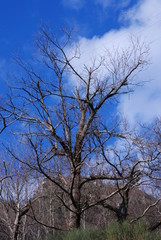 Italia : Paesaggio montano,Campania,10 Marzo 2020.