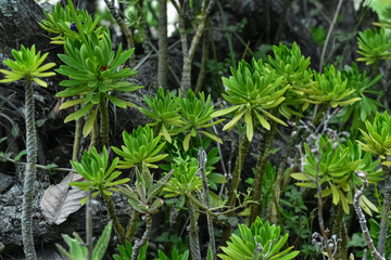 Aeonium arboreum with thick succulent stems topped by a rosette of leaves