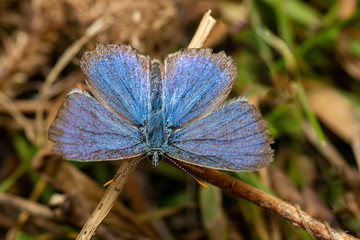 Polyommatus icarus